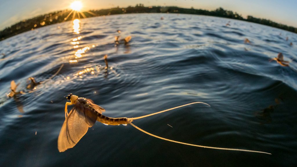 The “blooming of the Tisza” at Szeged 